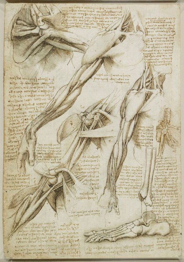 The muscles of the shoulder and arm, and the bones of the foot,c.1510 Leonardo da Vinci: Anatomist Credit line: The Royal Collection (c) 2012, Her Majesty Queen Elizabeth II This photograph is issued to end-user media only. It may be used ONCE ONLY in connection with the exhibition of Leonardo da Vinci: Anatomist, The Queen's Gallery, Buckingham Palace, 4 May - 7 October 2012. Photographs must not be archived or sold on.